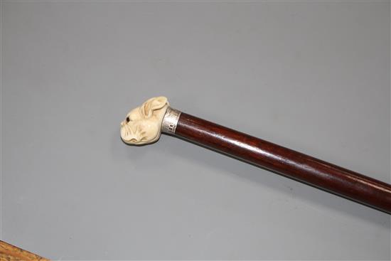 A walking stick, the ivory handle carved as a French bulldogs head with glass eyes, silver collar, London 1921, overall length 93.5cm